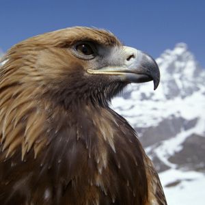 Eagle