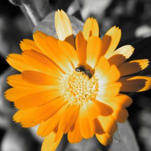 Calendula