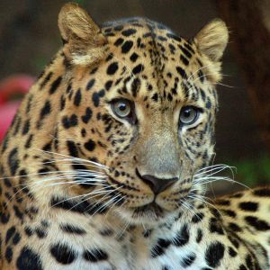 Amur Leopard