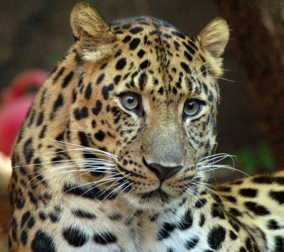 Amur Leopard