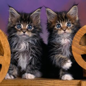 Maine Coon