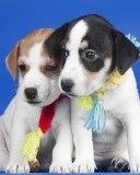 puppies