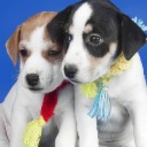 puppies