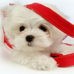 cute puppy