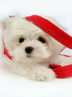 cute puppy