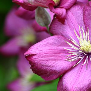 purple flower