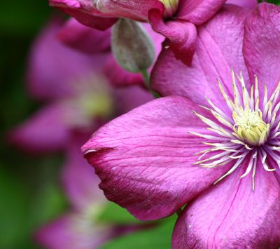 purple flower