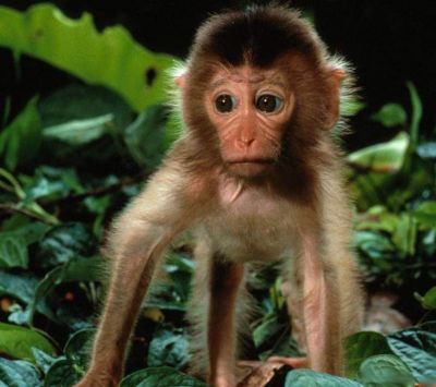 Baby Monkey