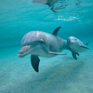 dolphin