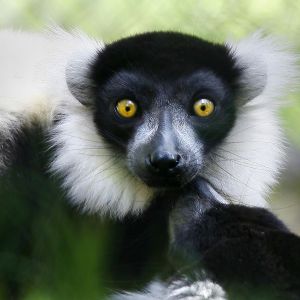 Lemur