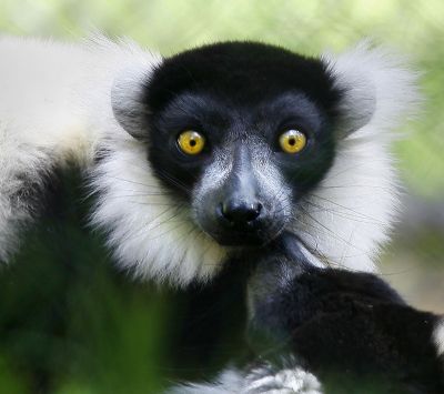 Lemur