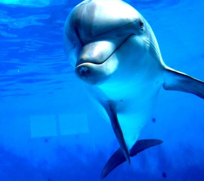 dolphin