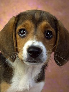 Roztomilý Beagle Šteniatko