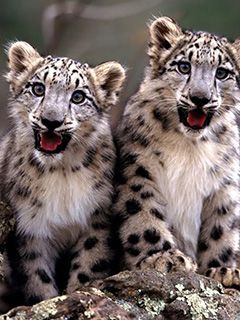 Snehové leopardie mláďatá
