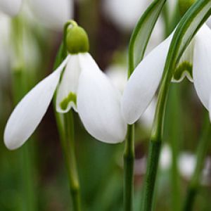 snowdrops