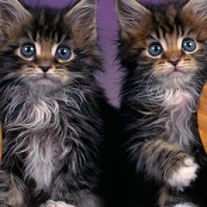 Maine Coon Kittens