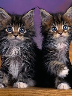 Maine Coon Kittens