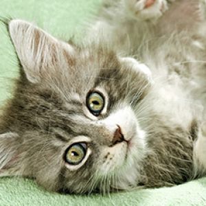 Maine Coon Kitten