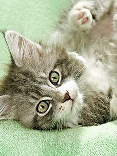 Maine Coon Kitten