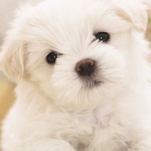 maltese puppy