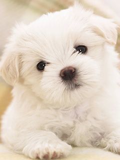 maltese puppy