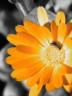 Calendula