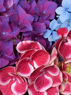 Hortensia