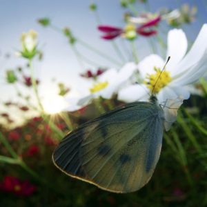 Beautiful Butterflies