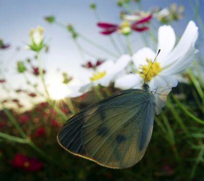 Beautiful Butterflies