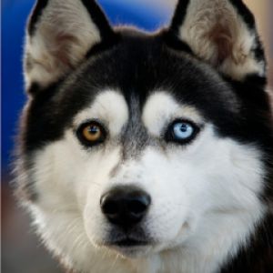 Husky