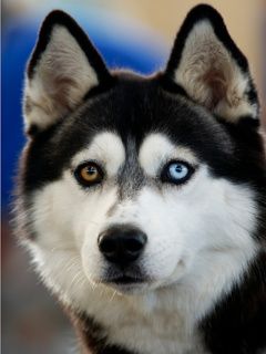 Husky