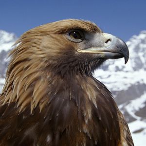 Eagle