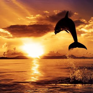 dolphin at sunset