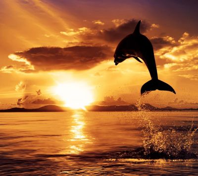 dolphin at sunset