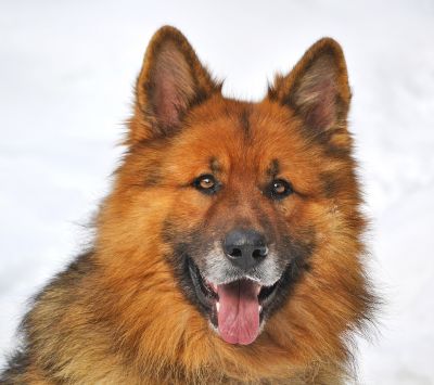 german shepherd