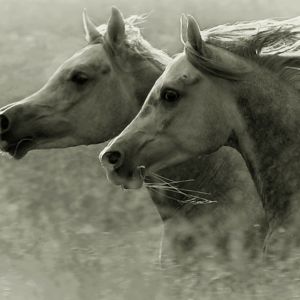 horses