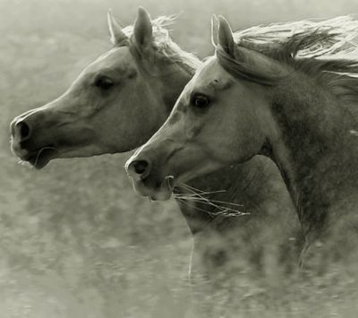 horses