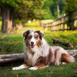 australian shepherd