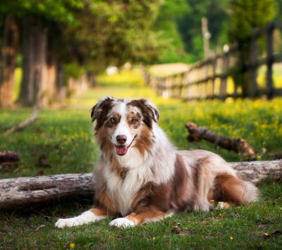 australian shepherd