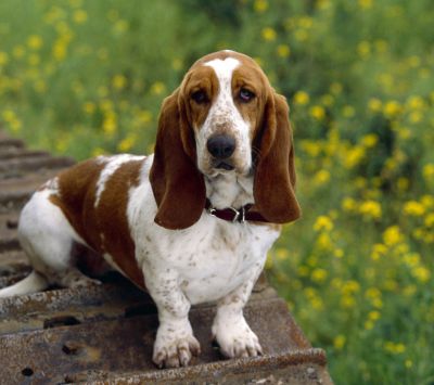 Roztomilý Basset Hound v Prírode