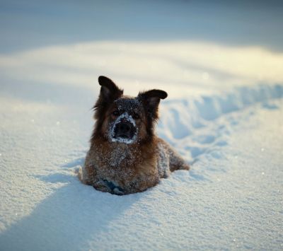 german shepherd