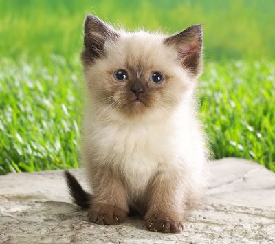 Cute Kitten