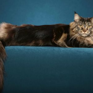 Maine Coon