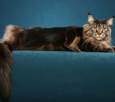 Maine Coon