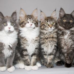 maine coon