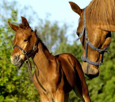 horses