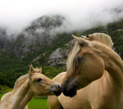 horses