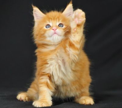 maine coon