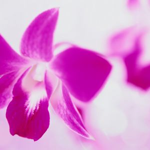 Orchid