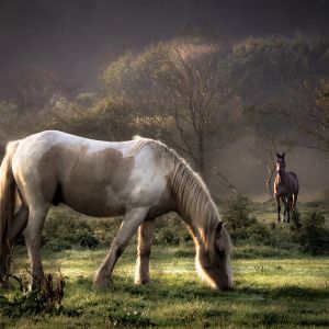 horses